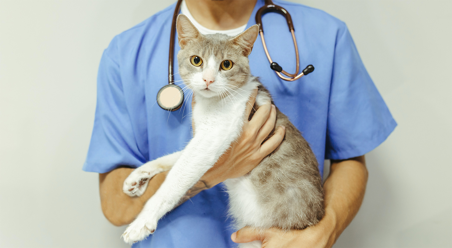 Best Vet Hospital In Bellingham, Ma 