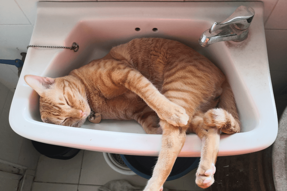 cat in a sink