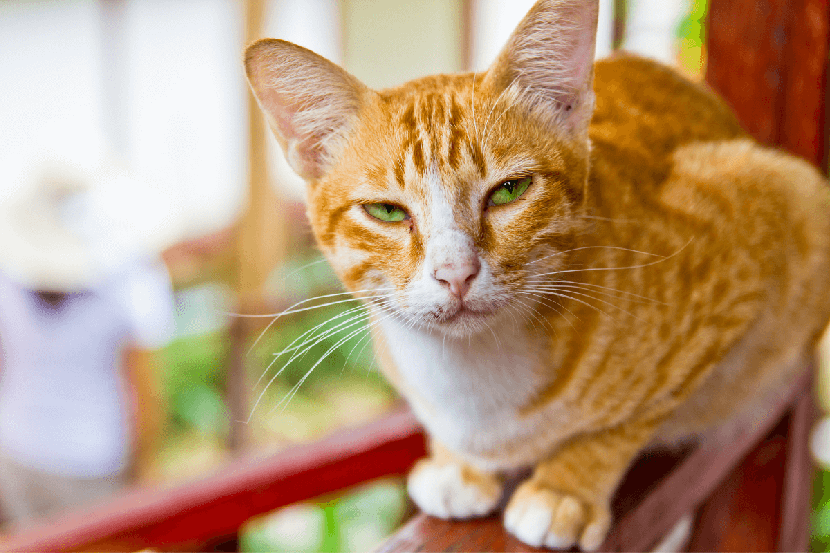 sassy orange cat