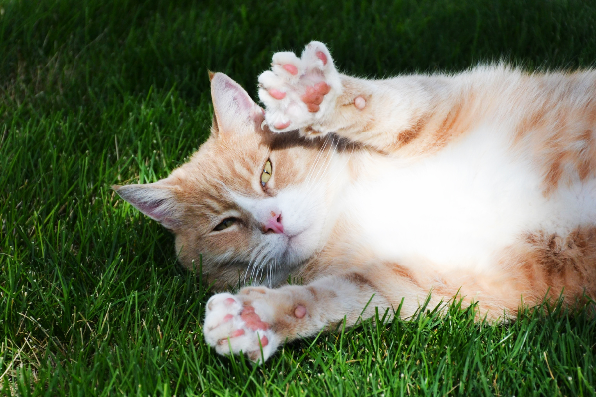 cat in grass