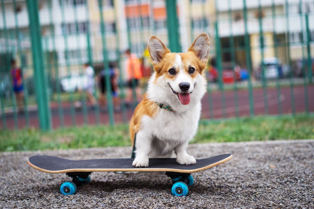 corgi on a skateboard