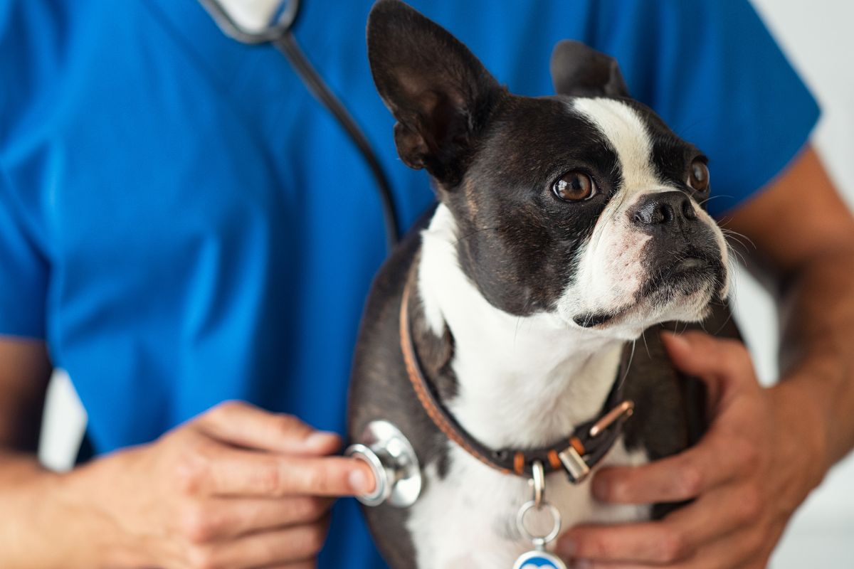 vet examine the dog vet examine the dog