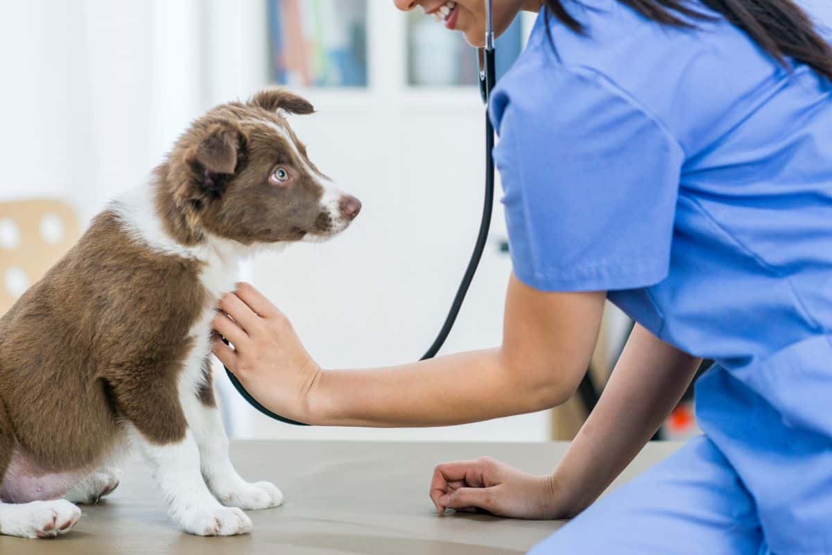 vet examine the dog