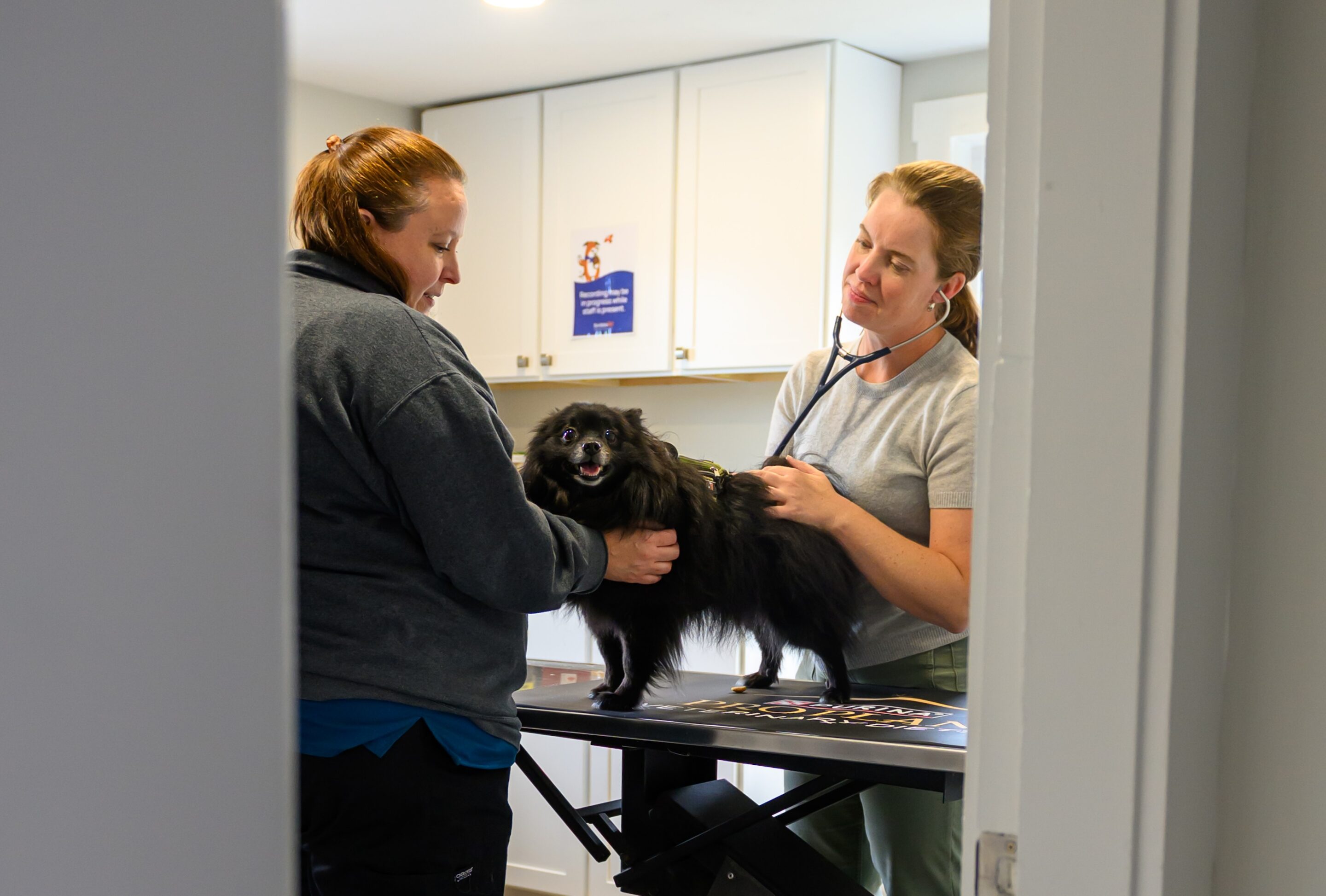vet-holding-cat contact-bg